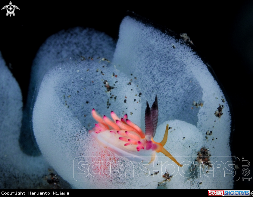 A Nudibranch