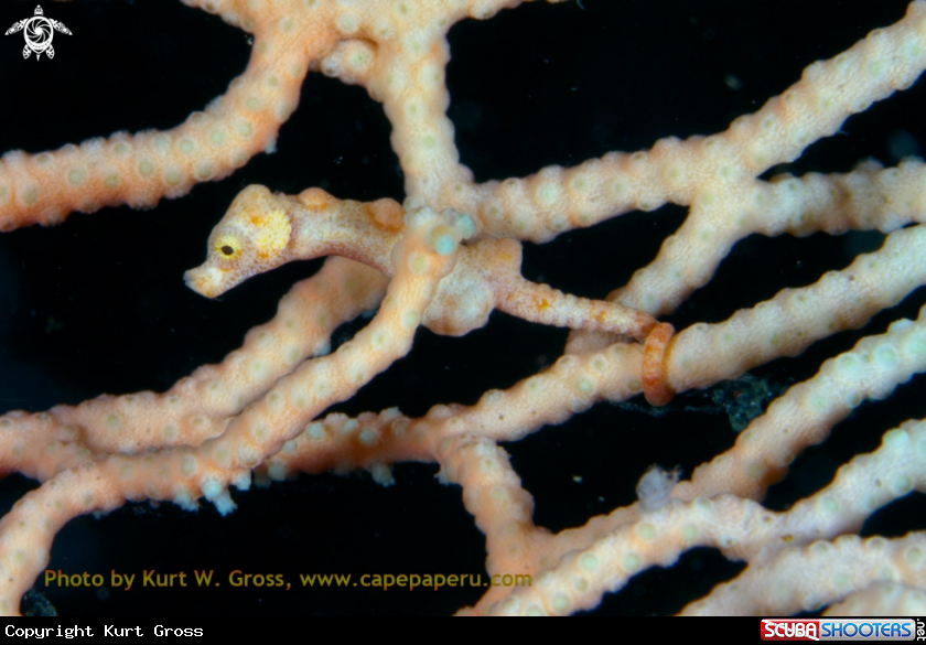 A Seahorse