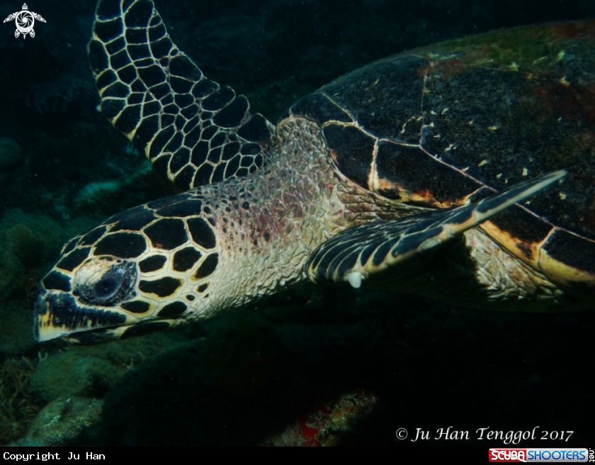 A hawksbill turtle