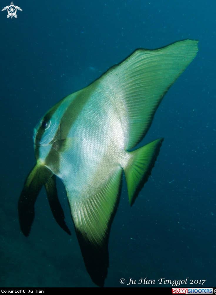 A Batfish