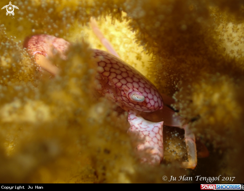 A Coral Crab