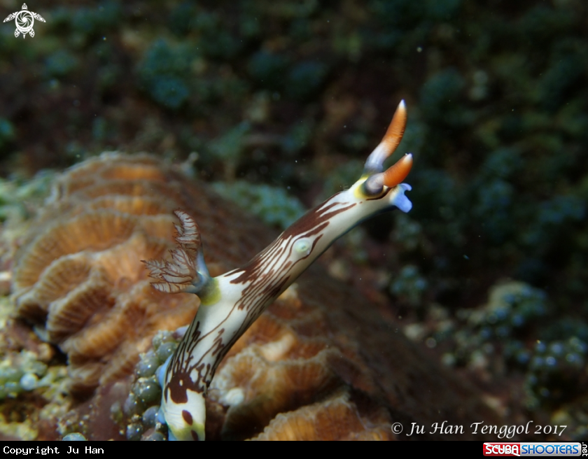 A Nudi