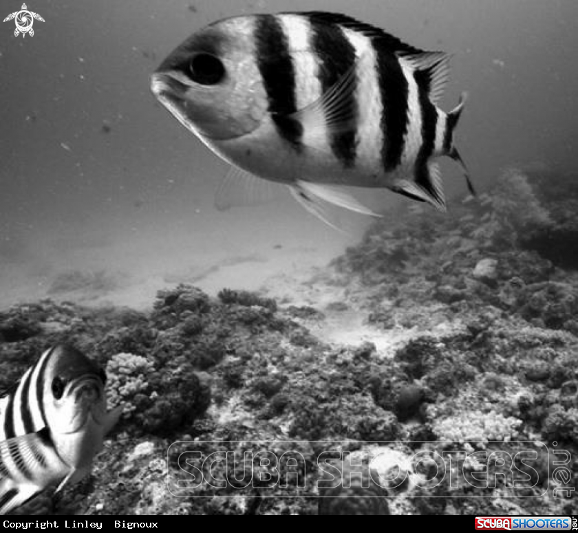 A Curious Zebra Lyretail Angel fish