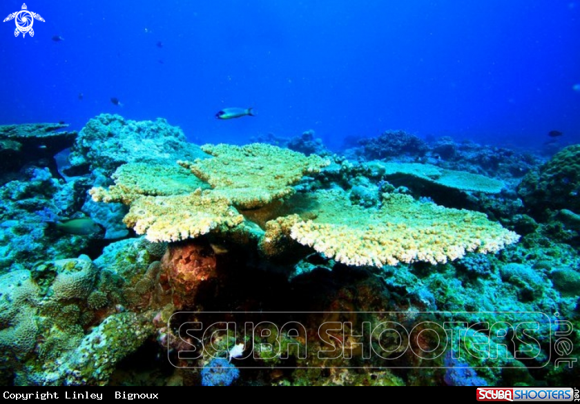 A Plate Coral 