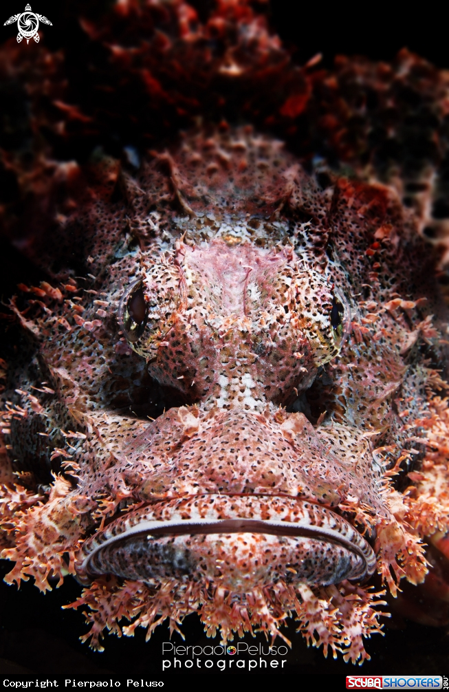 A Scorpion fish