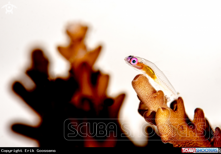 A Pink-eyed Gobi