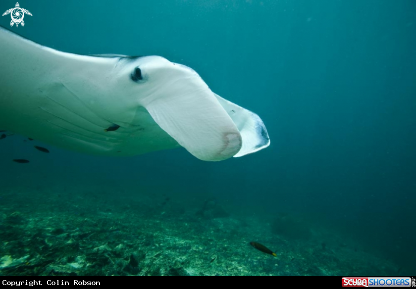 A manta ray