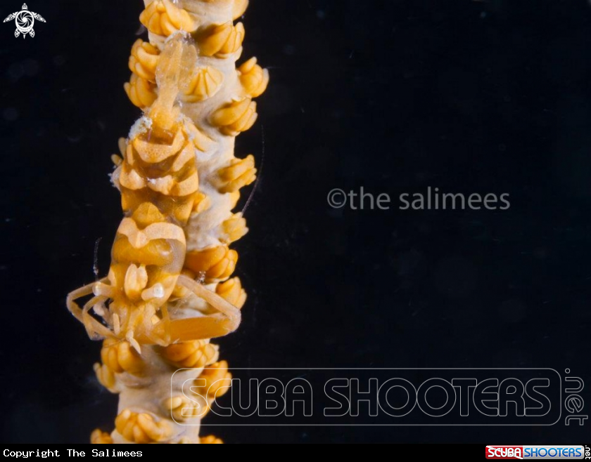 A Zanzibar Shrimp