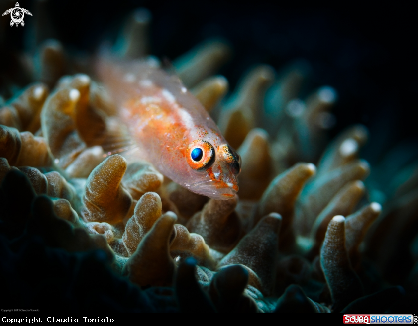 A Goby