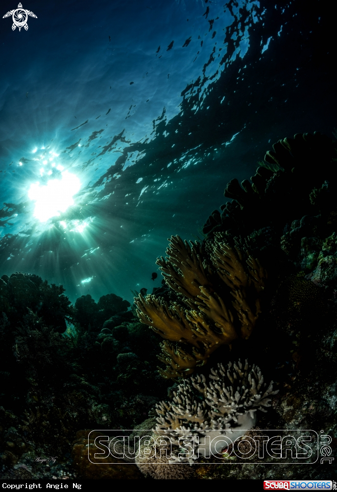 A Coral Shapes