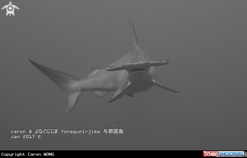 A Hammerhead Shark