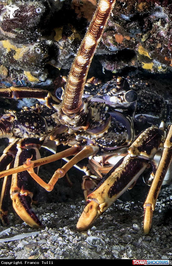 A Lobster