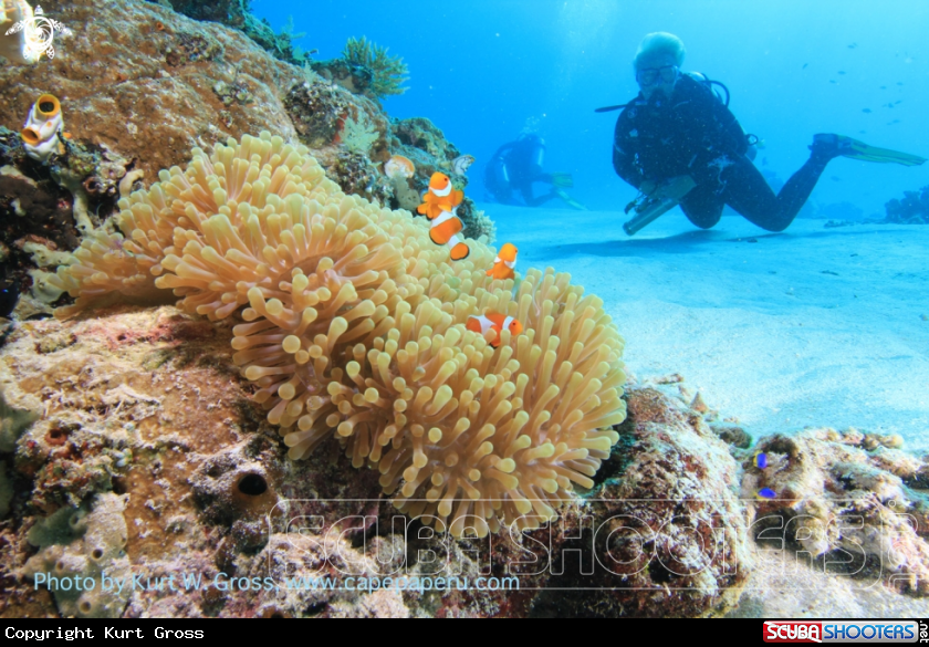 A Nemo