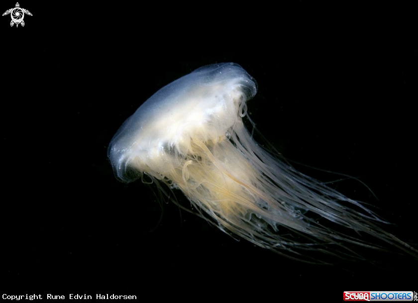 A Lions mane jelly