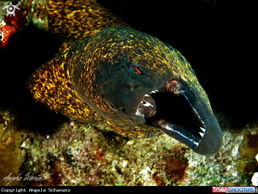 A Moray