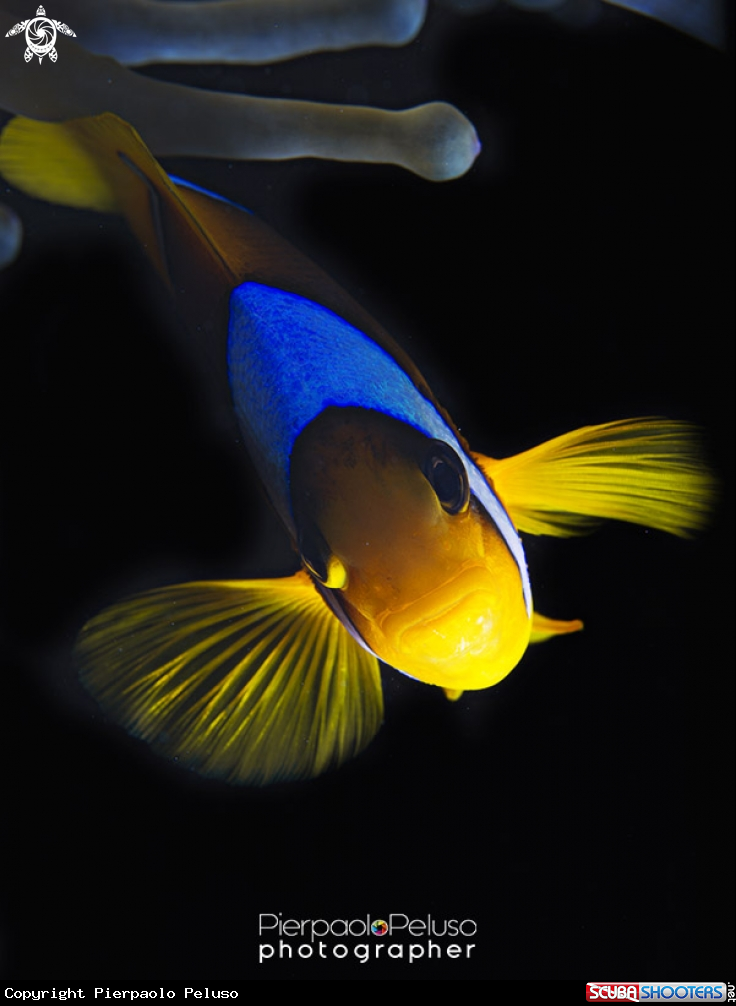 A Clown Fish