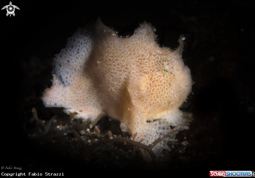 A Frogfish 