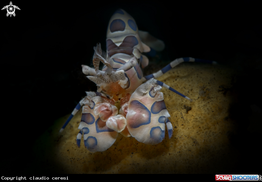 A harlequin shrimp