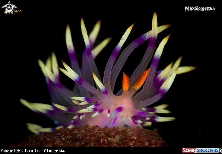 A Flabellina exoptata