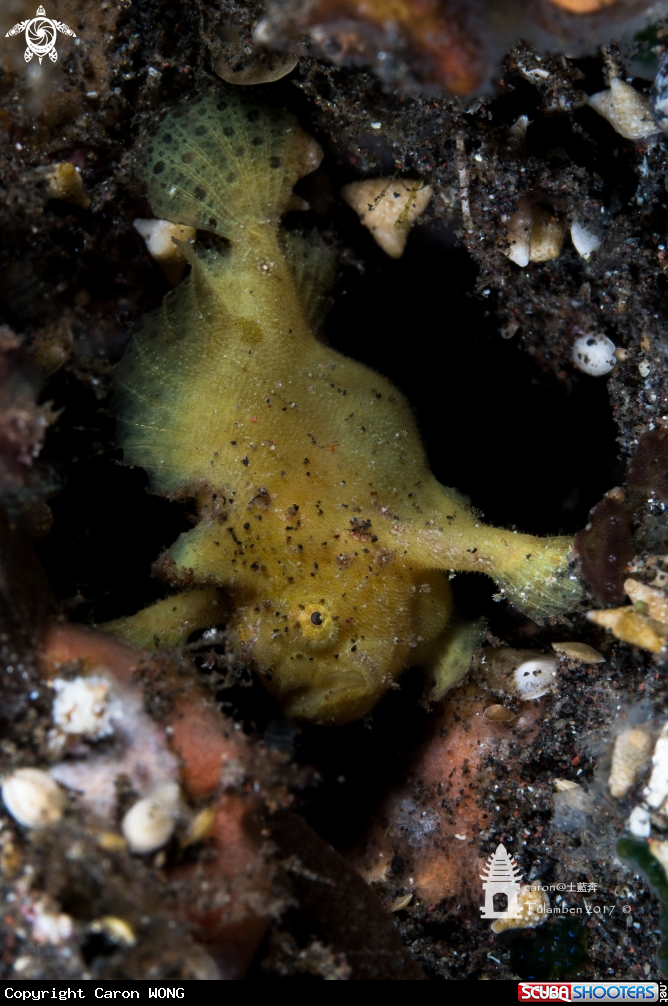 A Frogfish