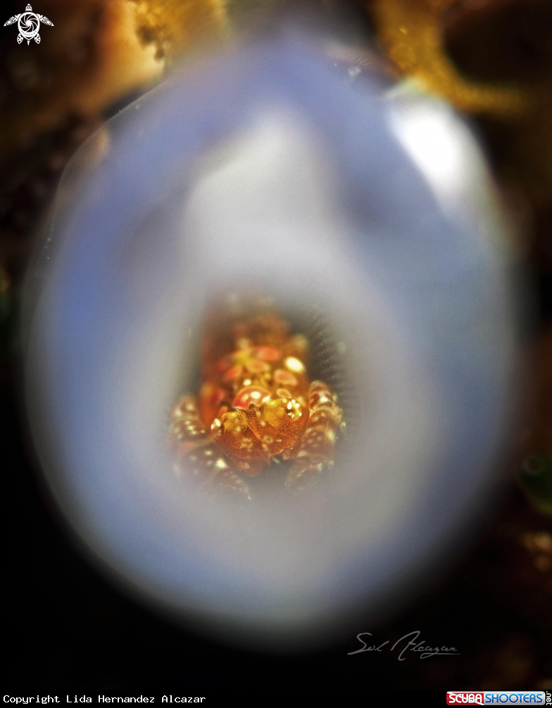 A tunicate shrimp 