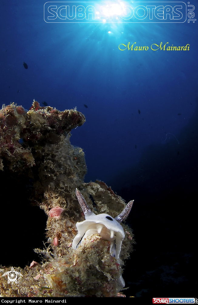 A Nudi & light