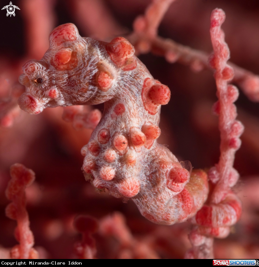 A Pigmy Seahorse