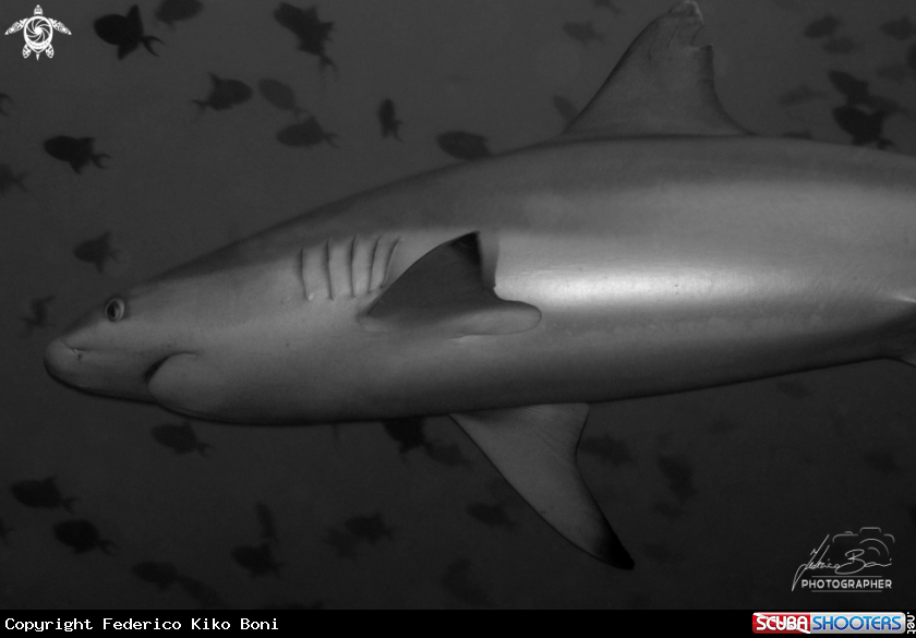 A Shark