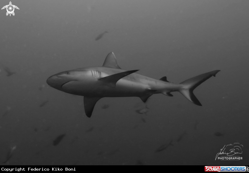 A Shark