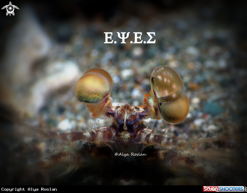 A Mantis Shrimp