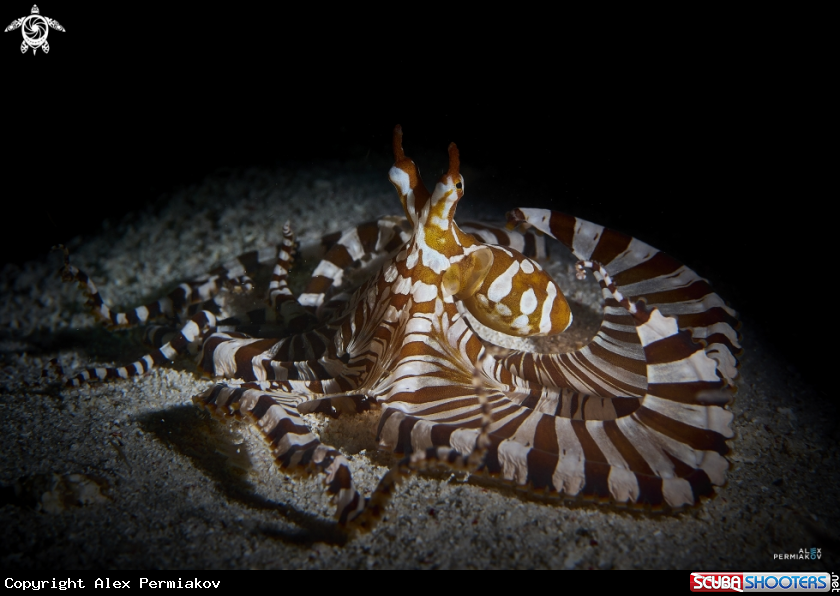 A Octopus