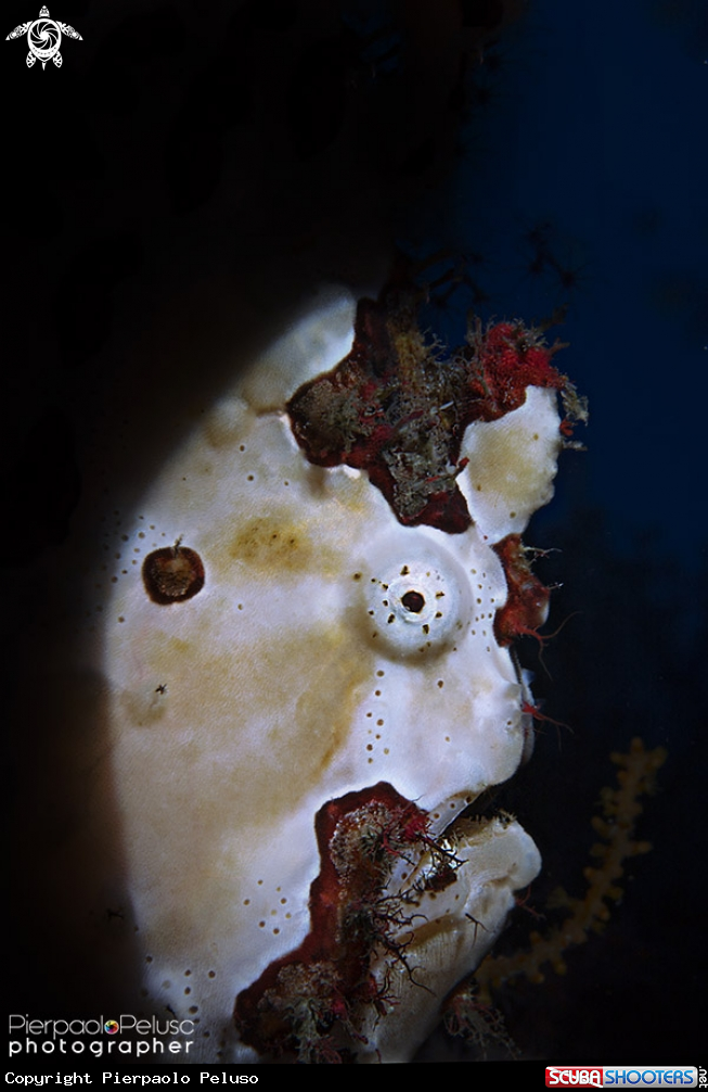 A Frogfish