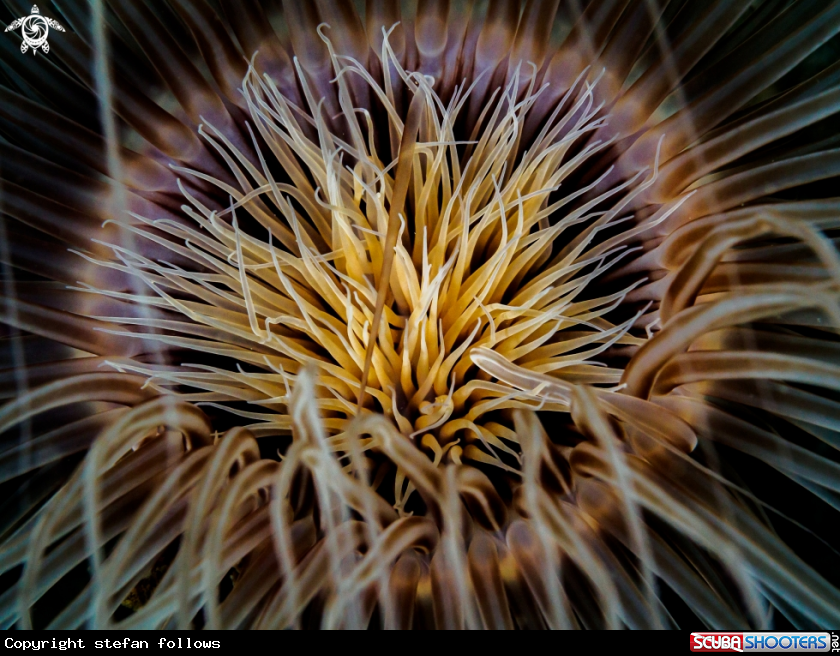 A Tube Anemone