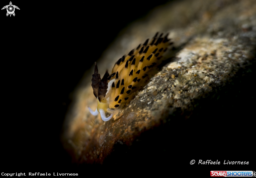 A Snooted nudibranch