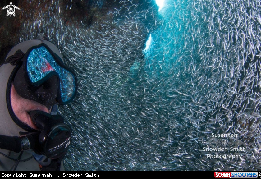 A Silversides