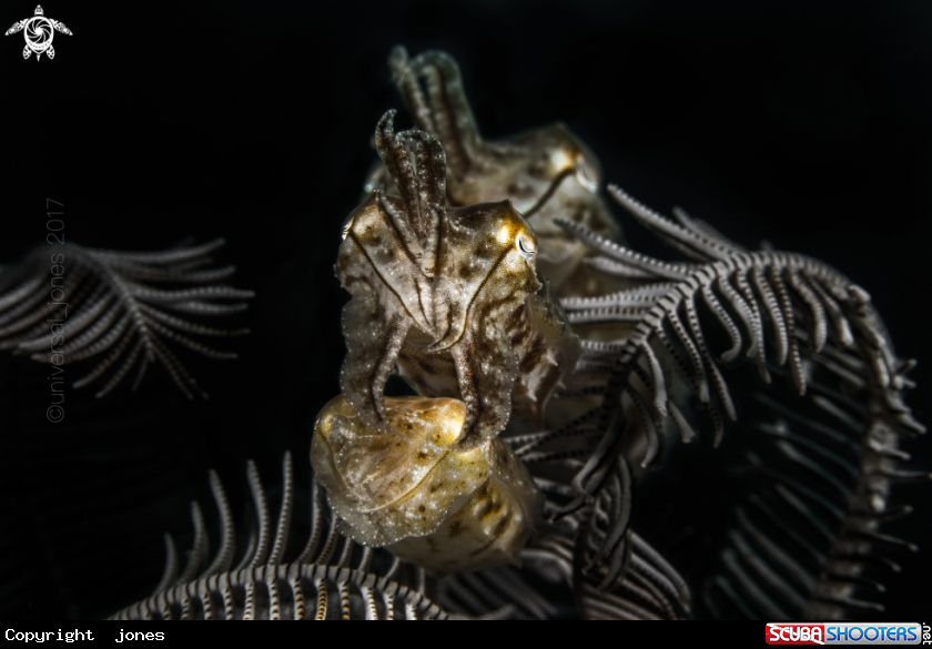 A Small Cuttlefish