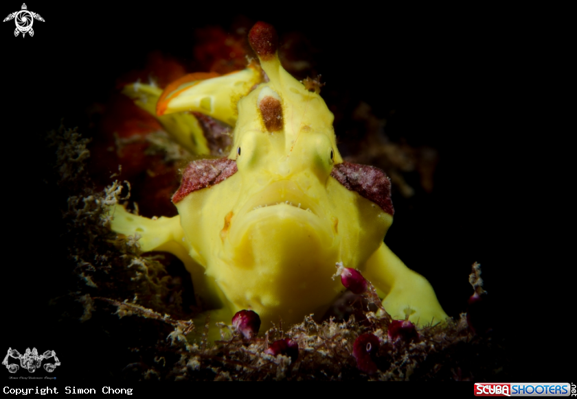 A Antennarius maculatus