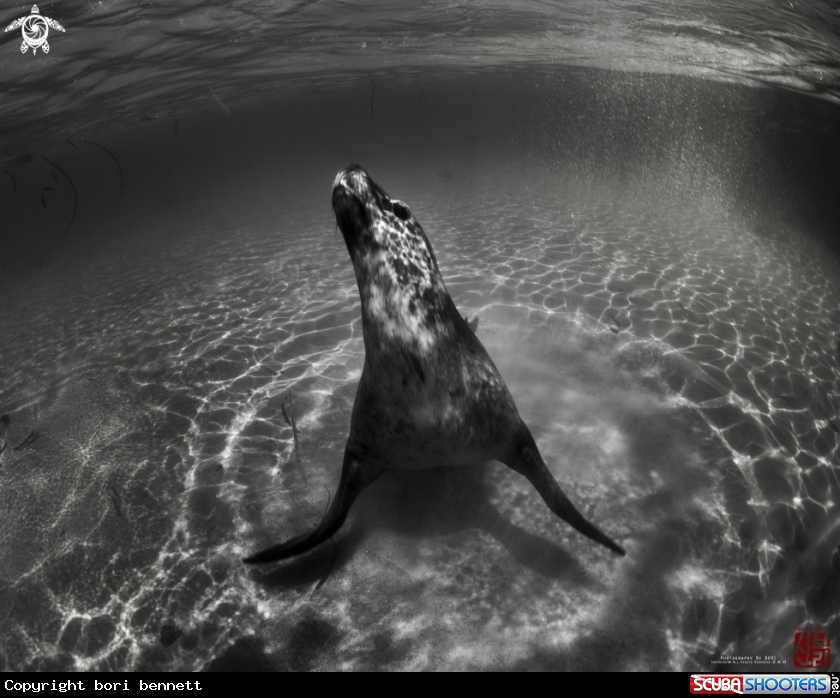 A Sea Lion