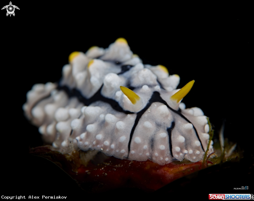 A Nudibranch