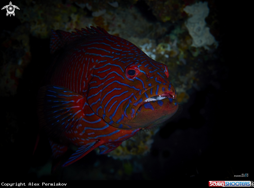 A Grouper