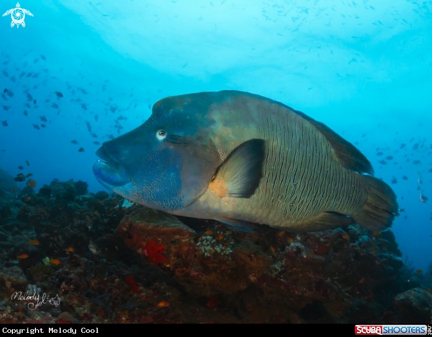 A Napoleon fish 