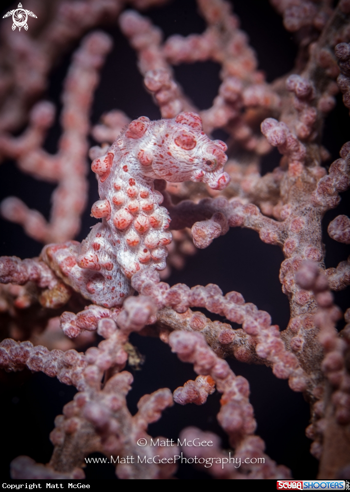 A pygmy seahorse