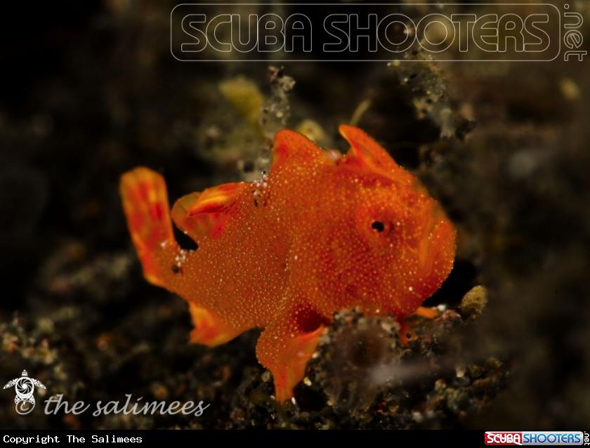 A Juvenile Frog Fish