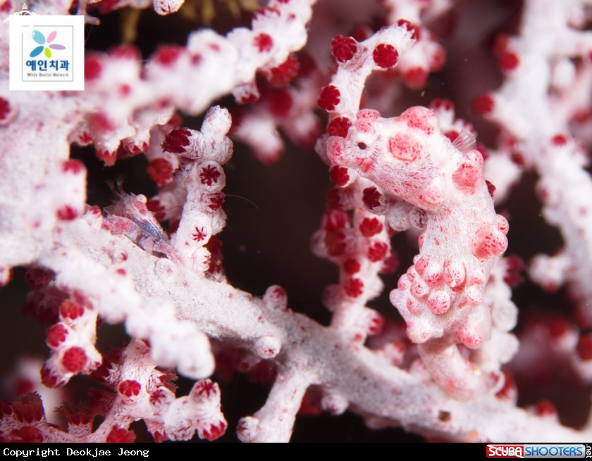 A pigmy seahorse