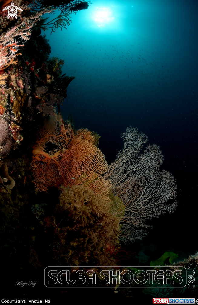 A Sea Fans