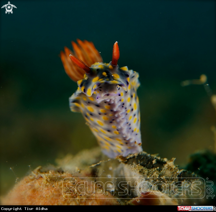 A Nudibranch