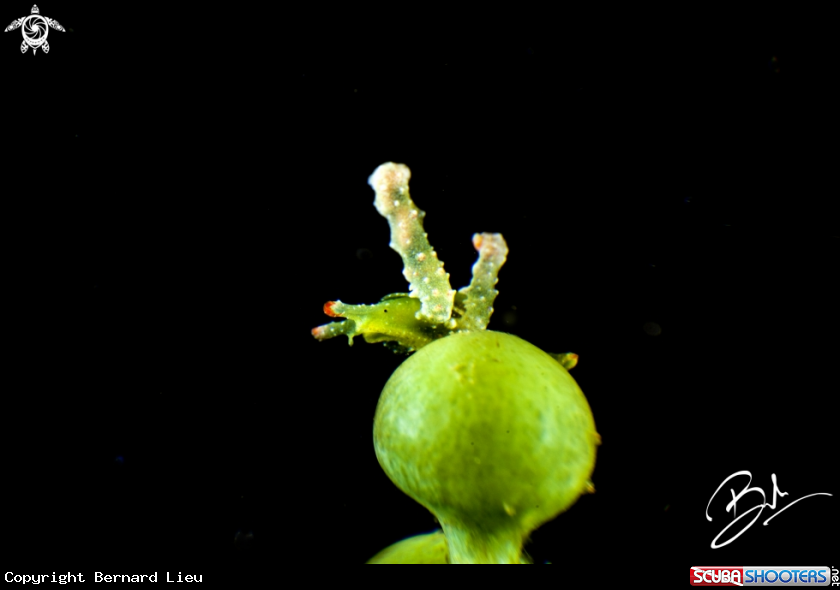 A Nudibranch 