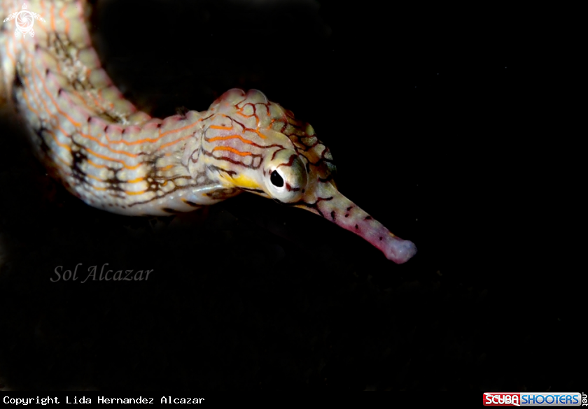 A pipefish