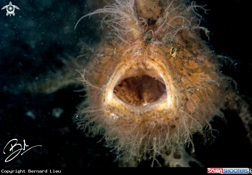 A Hairy Frog Fish