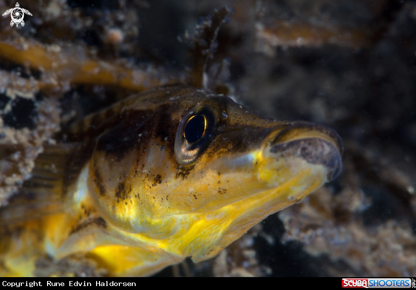 A Fifteen spined stickleback. 